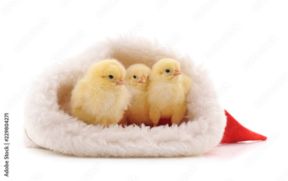 Three chicks in Christmas.