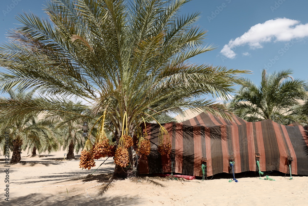 Fototapeta premium Palm date tree and traditional camp in Biskra