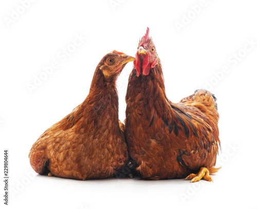Hen and cock.