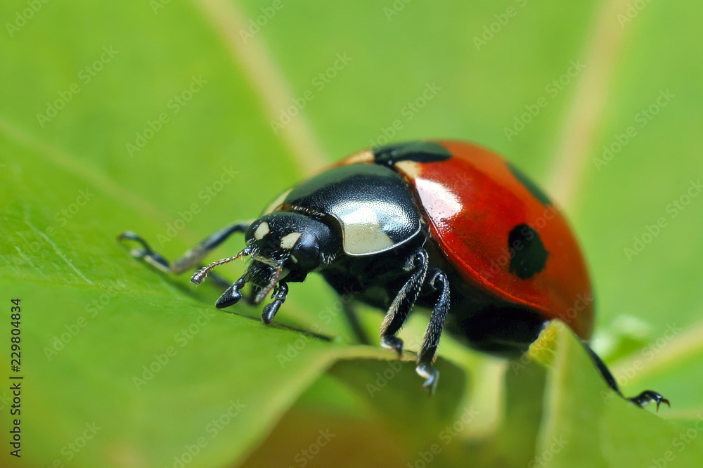 Ladybug on leaf grass.
