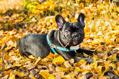 Portrait of young French bulldog on a background of autumnal leaves. © vika33
