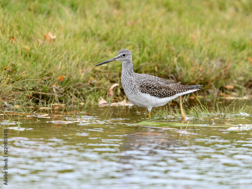 Greater Yellowlegs Foraging on the Pond Greater Yellowlegs Foraging on the Pond