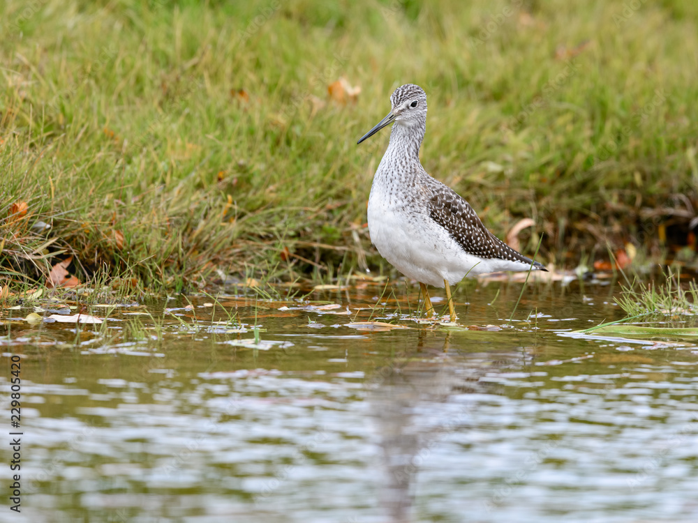 Greater Yellowlegs Foraging on the Pond Greater Yellowlegs Foraging on the Pond
