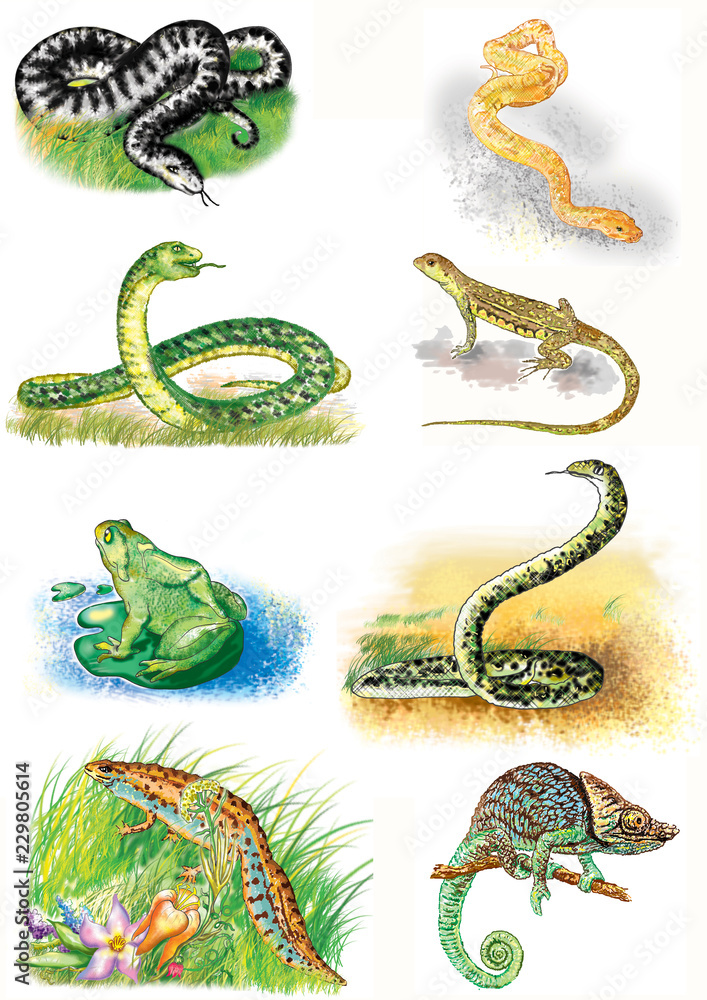 Illustrations of animals against the background of the landscape. Reptiles: viper, boa, snake, lizard, frog, anaconda, newt, chameleon. Separately. Illustrations of animals against the background of the landscape. Reptiles: viper, boa, snake, lizard, frog, anaconda, newt, chameleon. Separately.