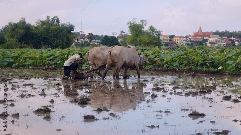 farmer plowing paddy field with a couple of zebus. Lotus field in the background farmer plowing paddy field with a couple of zebus. Lotus field in the background