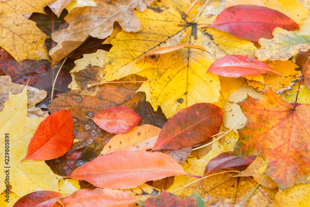 multicolored fallen utumn leaves multicolored fallen utumn leaves