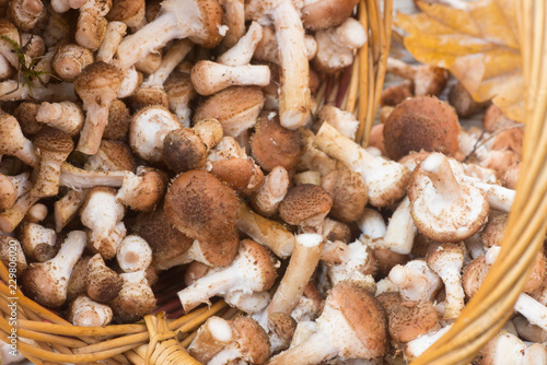 Armillaria , group of forest mushrooms in wicker basket