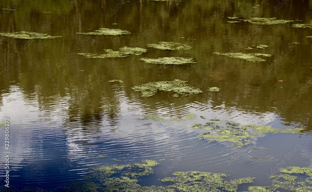 The reflection of the trees off the dirty water surface. The reflection of the trees off the dirty water surface.