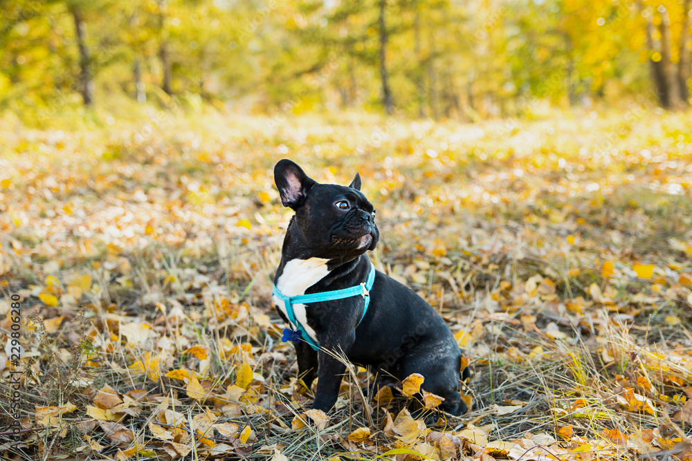 Portrait of young French bulldog on a background of autumnal leaves.