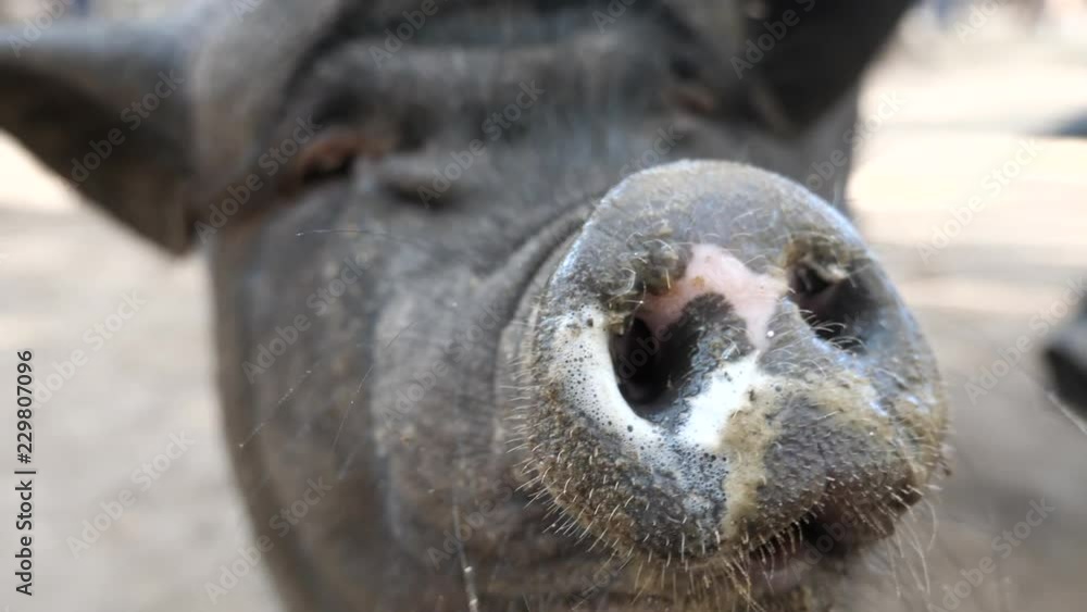 Funny vietnamese visrubry pig nose close up