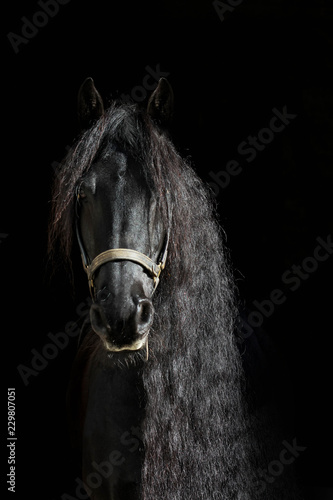 Fotografie Friesen Portrait