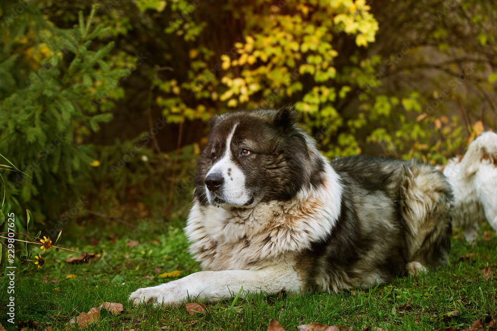 Caucasian sheepdog in autumn time.Adult Caucasian Shepherd dog.