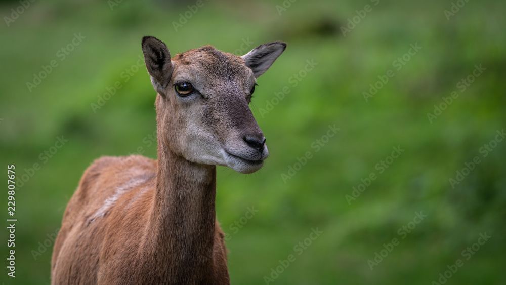 Young roe deer