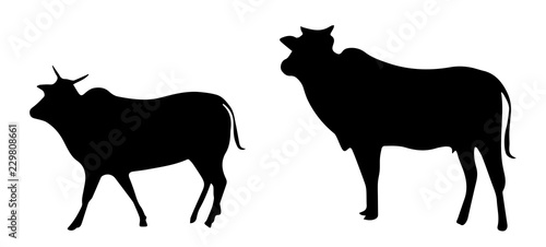 Silhouette Of Cow And Calf