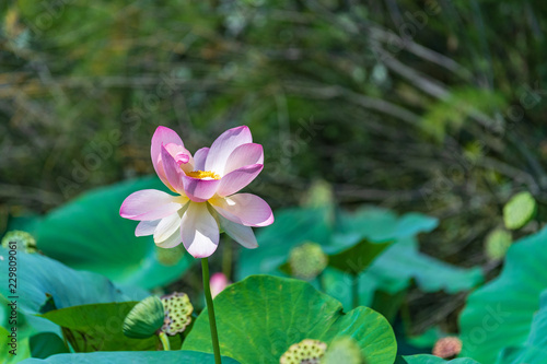Sacred Lotus flower (Nelumbo nucifera) blooming in a pond with blurred background