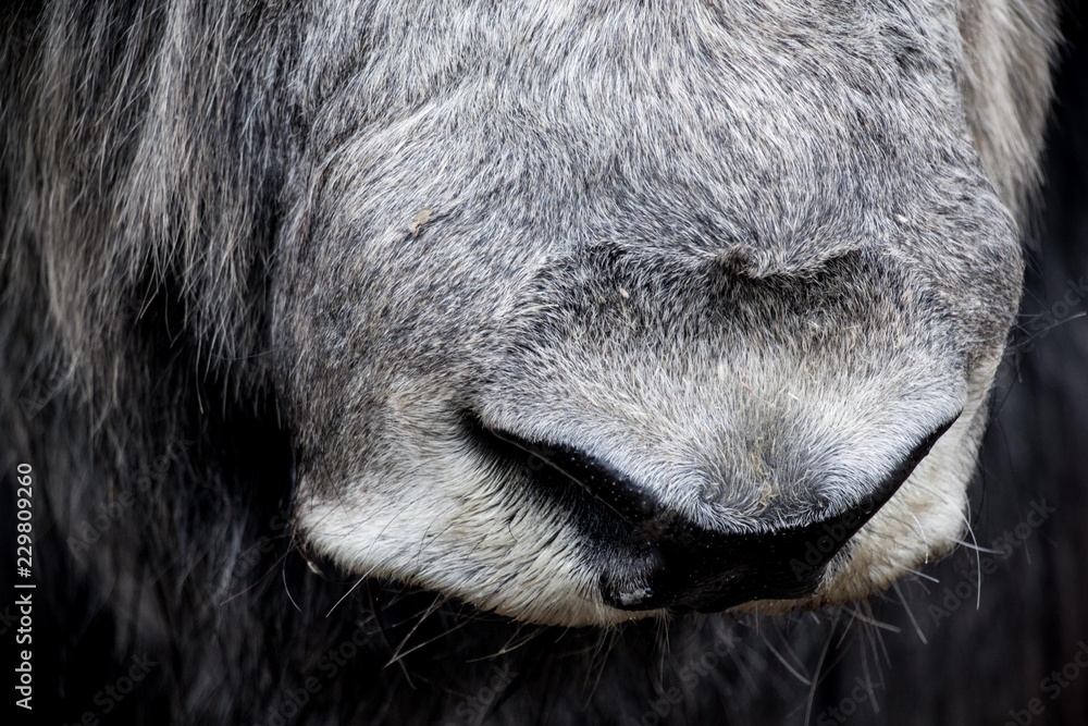 Large and wet nose of an ungulate. It is very interesting to look close up.