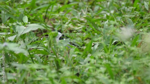 Pin-tailed whydah eating grass seed photo