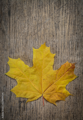 maple leaf on wooden table, top view, copyspace