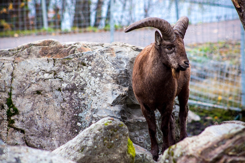 A beautiful ram with twisted horns stands on a rocky surface among the rocks. These sheep live in a place where there are many mountains and rocks.