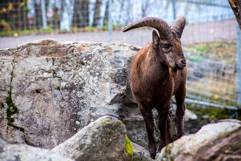 A beautiful ram with twisted horns stands on a rocky surface among the rocks. These sheep live in a place where there are many mountains and rocks. A beautiful ram with twisted horns stands on a rocky surface among the rocks. These sheep live in a place where there are many mountains and rocks.