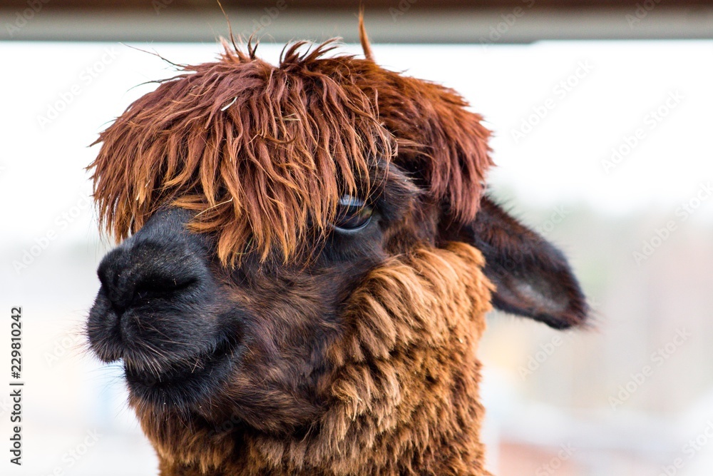 Remarkable and beautiful animal with thick hair called Alpaca. Her hair on  her head completely closes her eyes. Animals live in the reserve. Stock  Photo | Adobe Stock