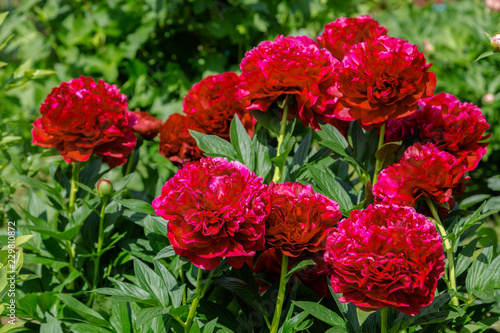 Red peony flowers in the garden, Henry Bockstoce  photo