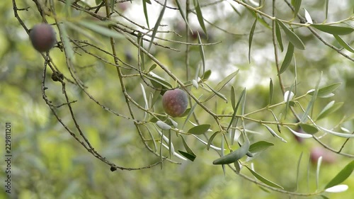 Olives in a olive tree a cloudy day photo