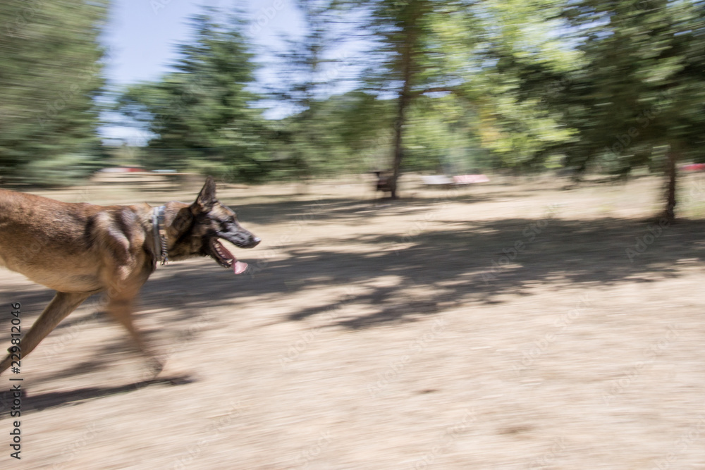 belgian shepherd dog training on agilty mode belgian shepherd dog training on agilty mode