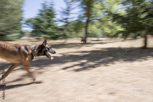 belgian shepherd dog training on agilty mode