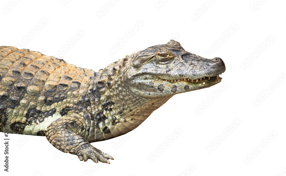 Naklejka premium Spectacled caiman or common white caiman (Caiman crocodilus) close-up isolated on white background. Focus emphasizing the animal head, the yellow eye and partly open mouth with pronounced teeth.