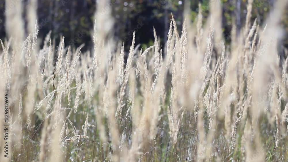 female hand stroking spikelets in the field female hand stroking spikelets in the field