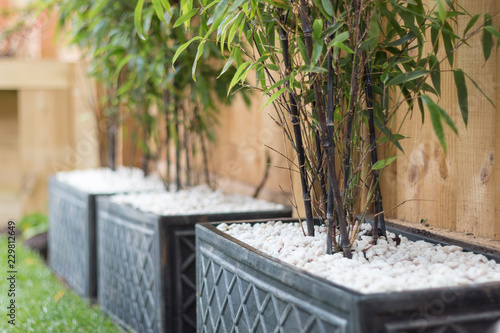 Black bamboo (Phyllostachys nigra)
