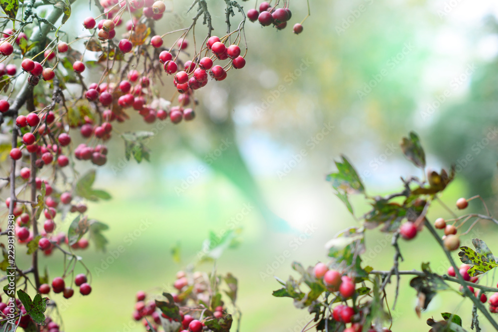 Red berries on multicolor blured background