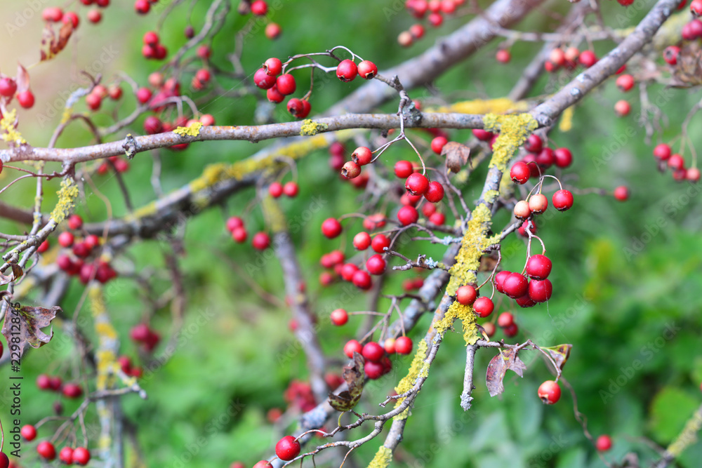 Red berries on dark multicolor blured autumn foliage background Red berries on dark multicolor blured autumn foliage background