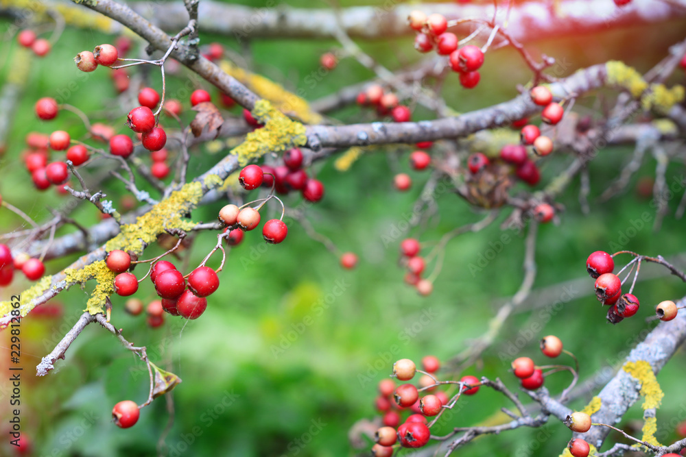 Red berries on multicolor blured background