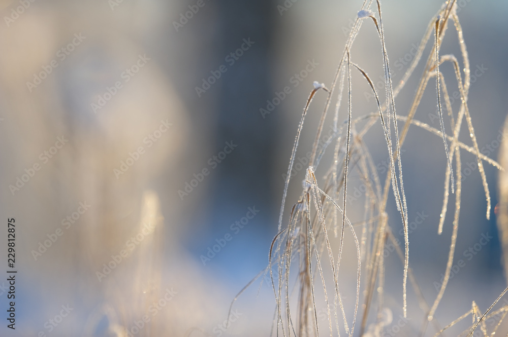 Winter frost and ice crystals on grass. Selective focus and shallow depth of field. Winter frost and ice crystals on grass. Selective focus and shallow depth of field.