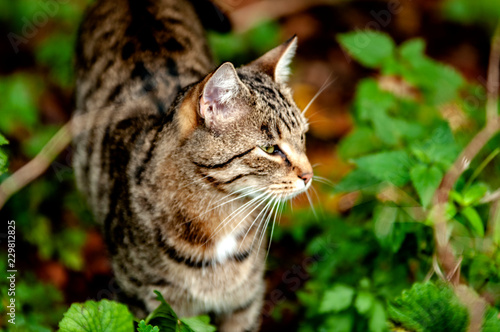 Konstfotografi American Babtail Shorthair Katze im Unterholz