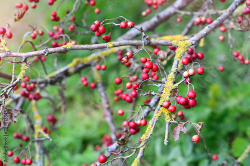 Red berries on dark multicolor blured autumn foliage background