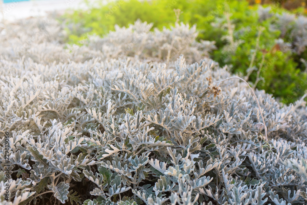Silver grey felted leaves hardy coastal plant Senecio cineraria, Silver Dust, Senecio maritimus, Senecio candicans, Cineraria maritima Silver grey felted leaves hardy coastal plant Senecio cineraria, Silver Dust, Senecio maritimus, Senecio candicans, Cineraria maritima