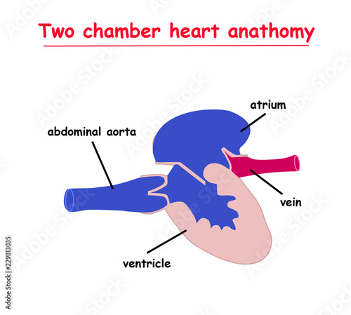 Two chamber heart anatomy isolated on white background infographic. heart vector illustration.