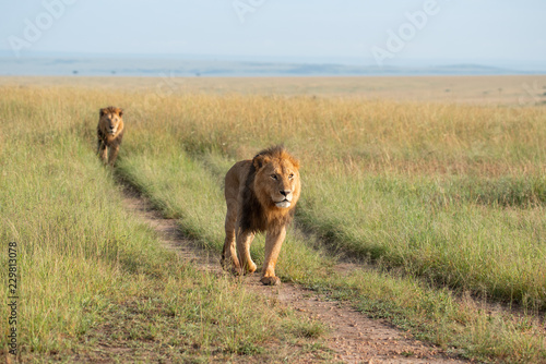 Fototapeta Naklejka Na Ścianę i Meble -  Two lions walking through the savannah