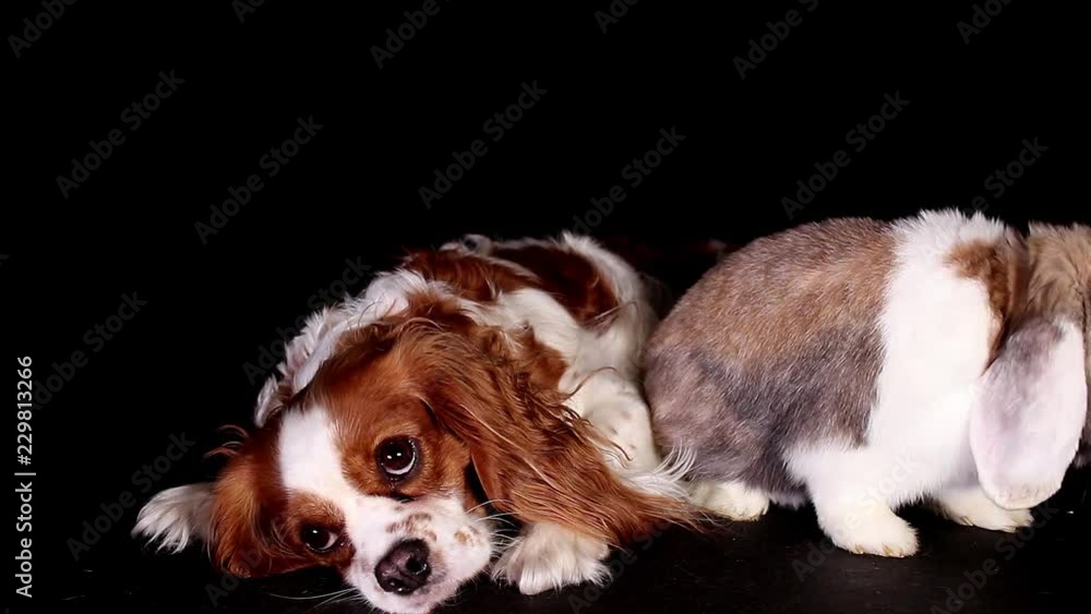 Rabbit dog together pets animals sibling rivalry sad puppy Rabbit dog together pets animals sibling rivalry sad puppy