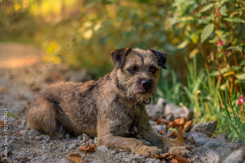 Foto border terrier