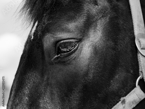 horse © TravelKett