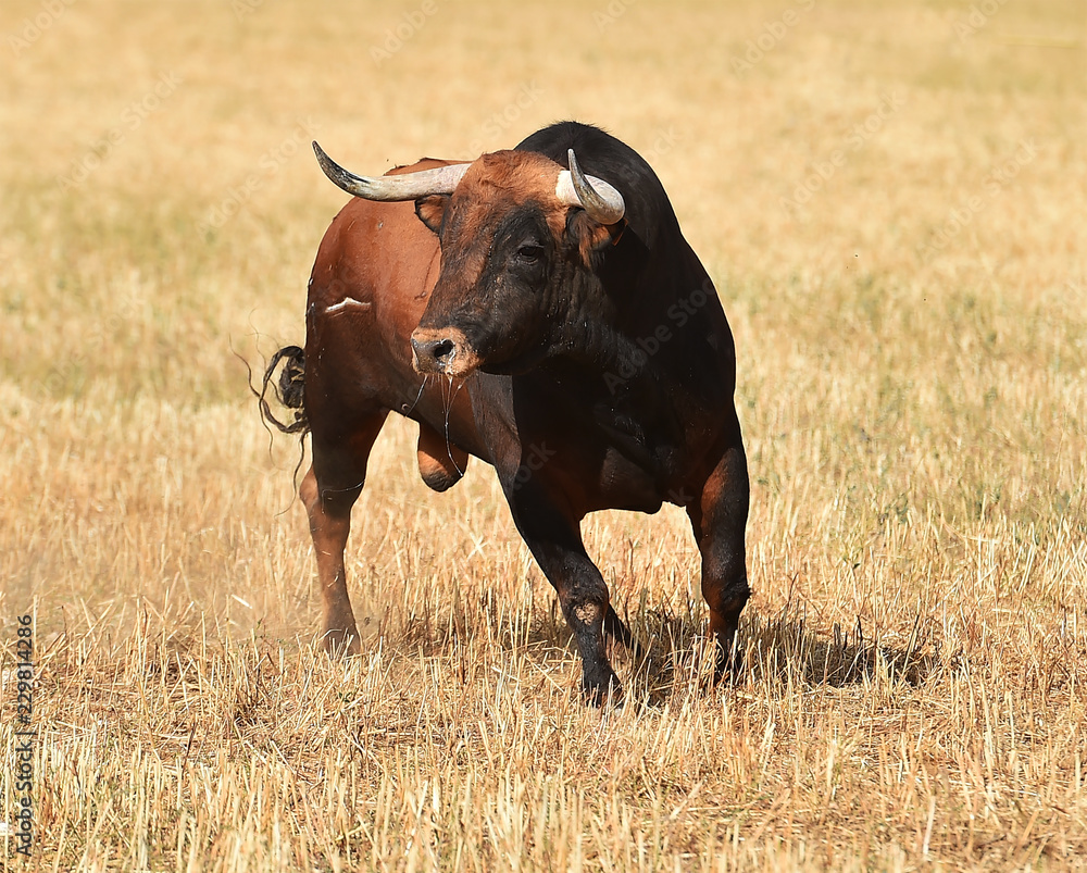 toro español en el campo