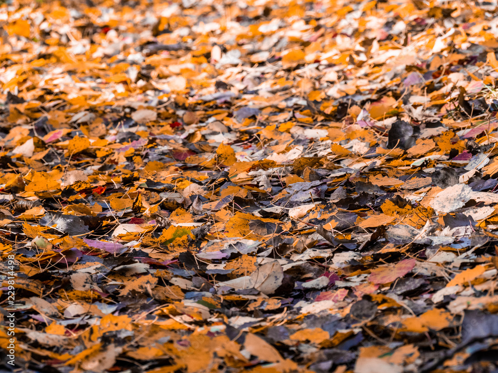 autumn fall leafs close up laying on ground autumn fall leafs close up laying on ground