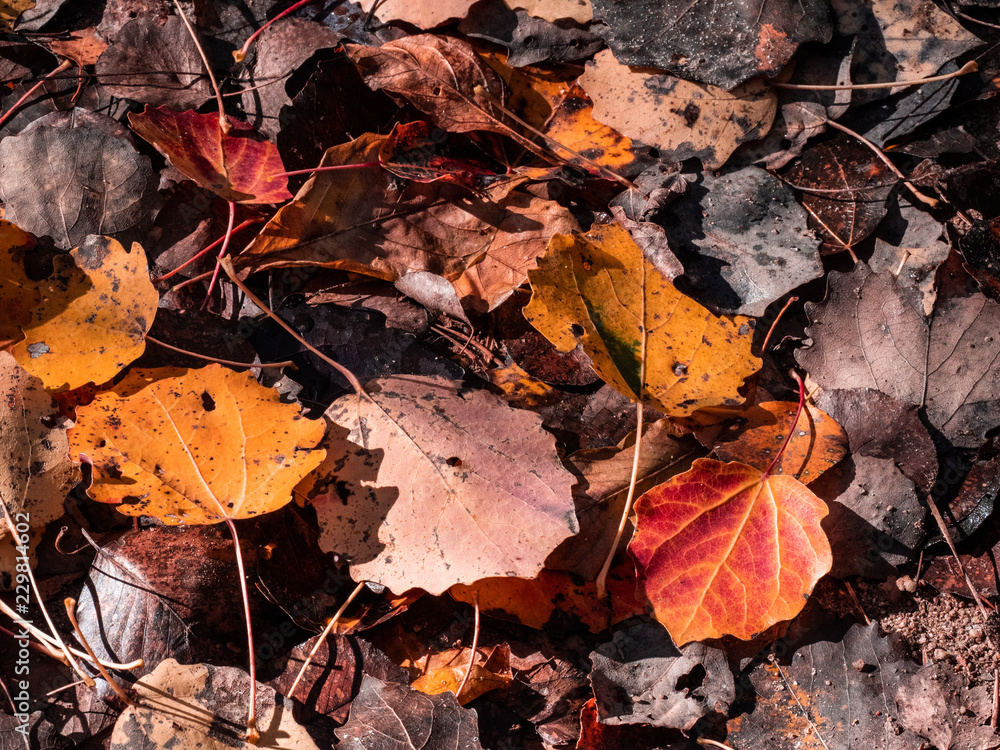 autumn fall backlighted leafs close up on dark background