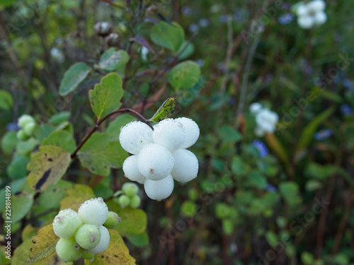 Close-up of white berries covered with frost.