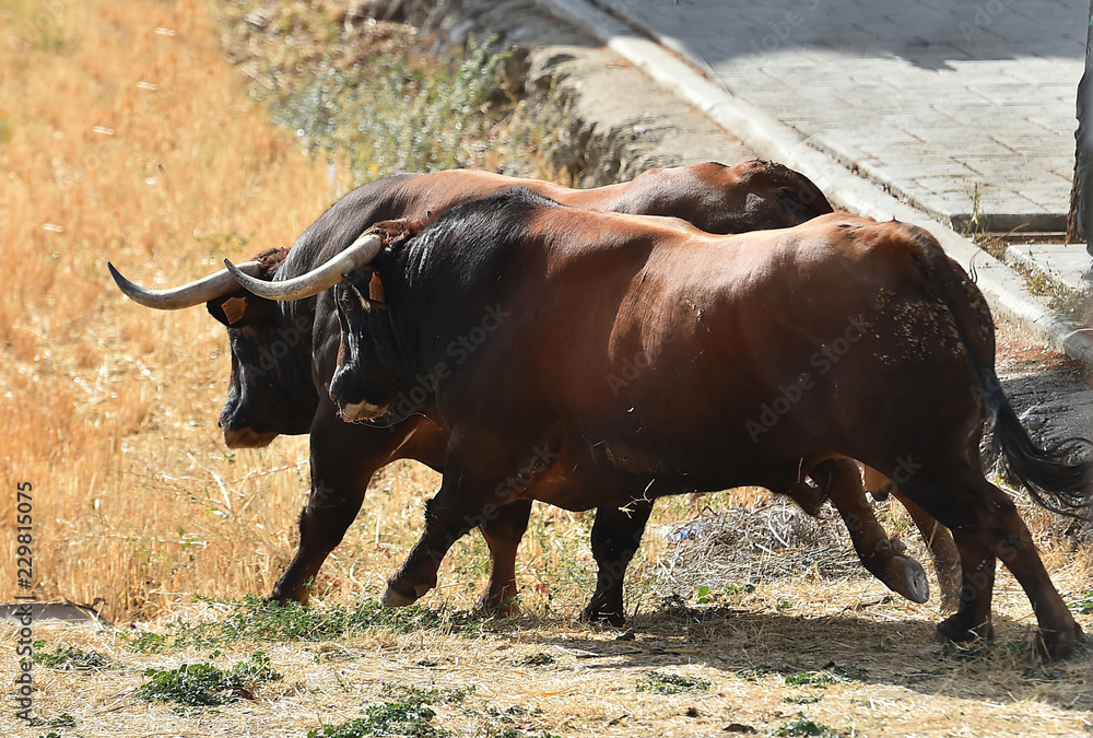 Naklejka premium toro en españa