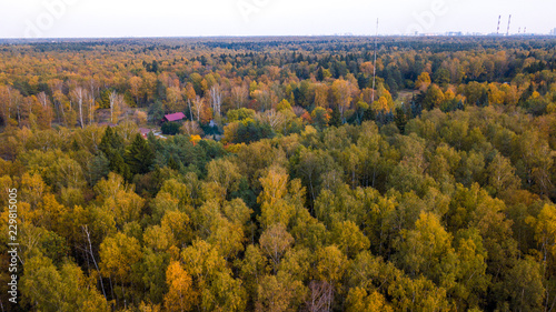 Aerial view. Directly above the deciduous forest in autumn. Top view of the grove with Oak and birch trees. Red, yellow and green lush foliage on the trees.